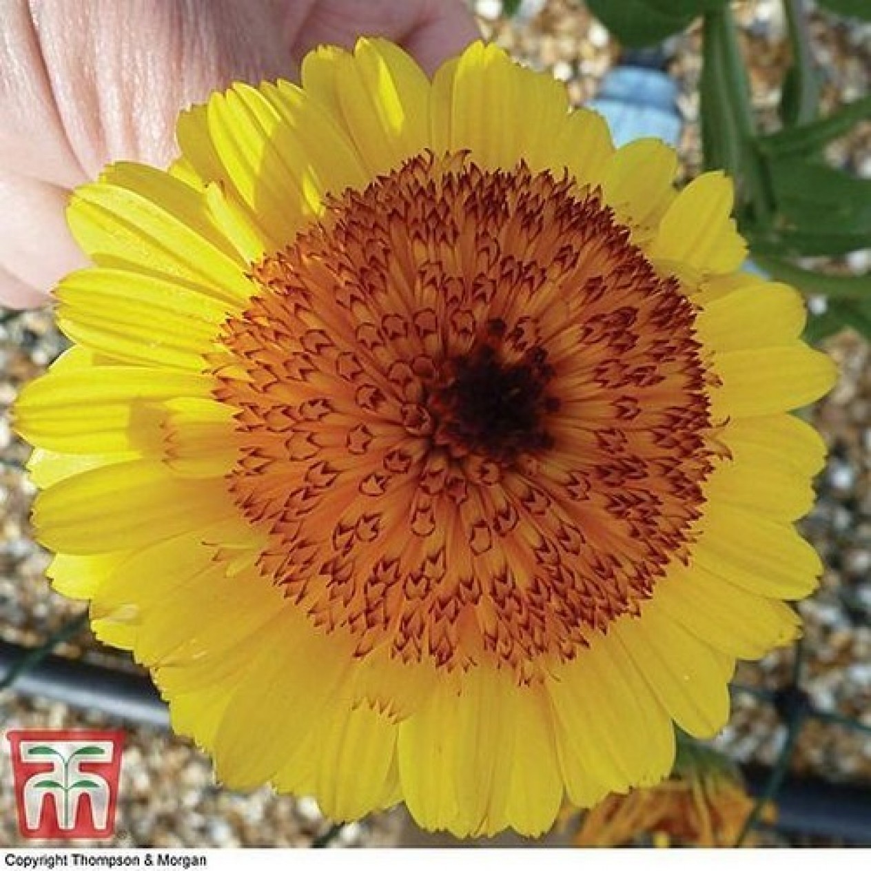 510475-calendula-officinalis-fl-pl-crown-yellow