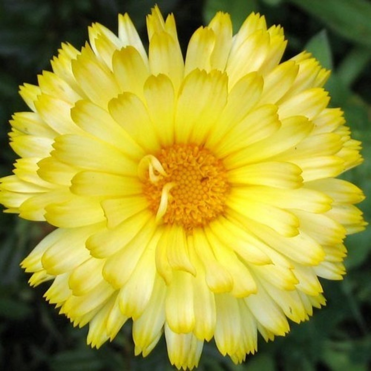 510658-calendula-officinalis-fl-pl-lemon-beauty