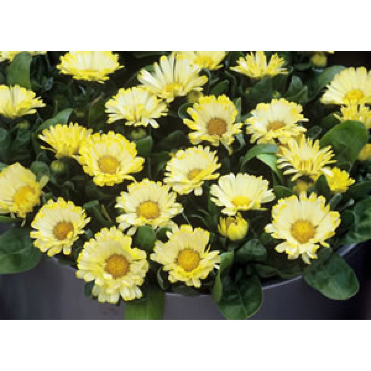 510660-calendula-officinalis-nana-lemon-daisy-yellow-gem