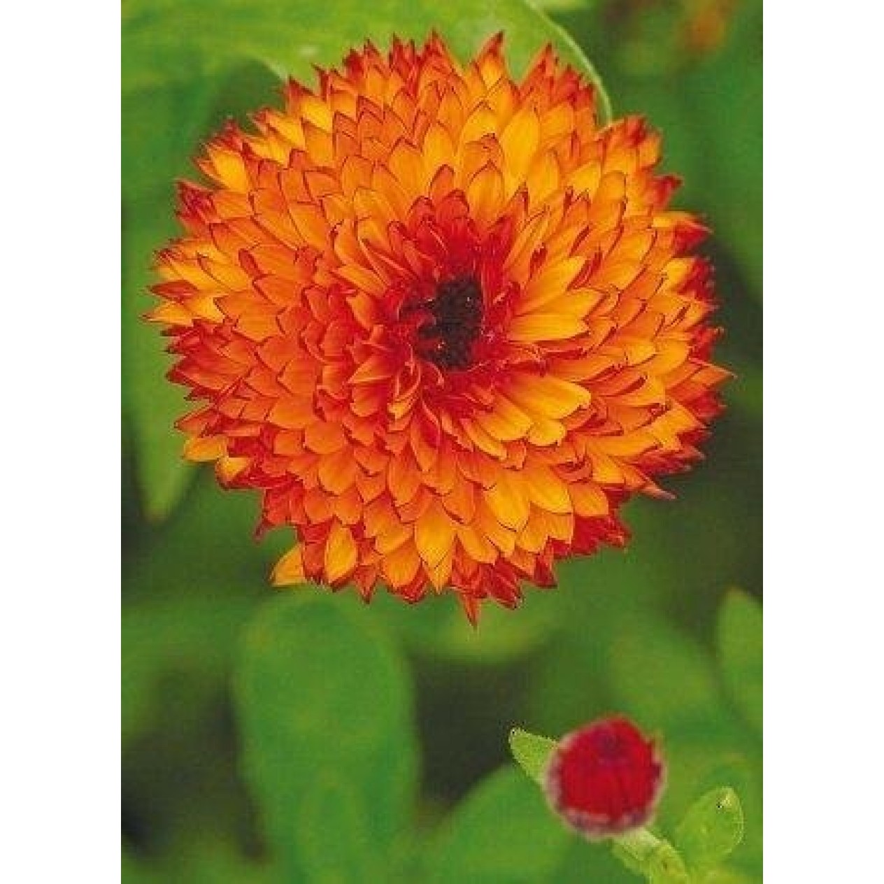 510680-calendula-officinalis-fl-pl-neon