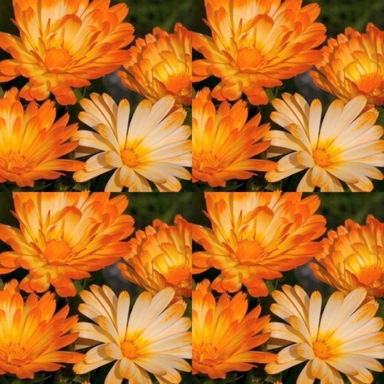 510690-calendula-officinalis-fl-pl-oopsy-daisy