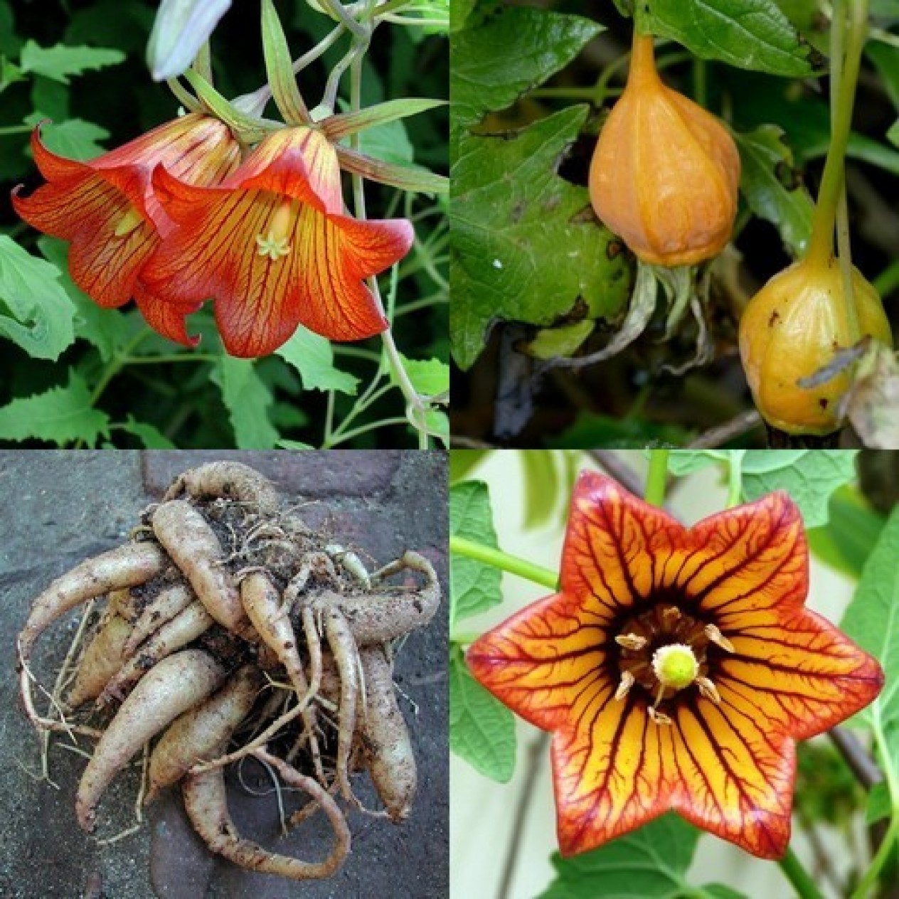 510788-canarina-canariensis