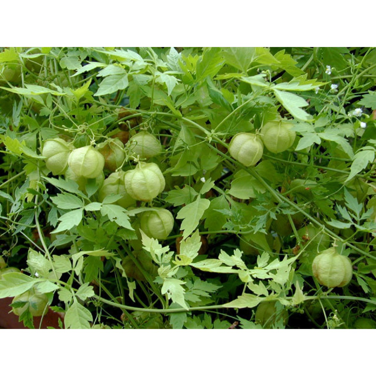 510800-cardiospermum-halicacabum