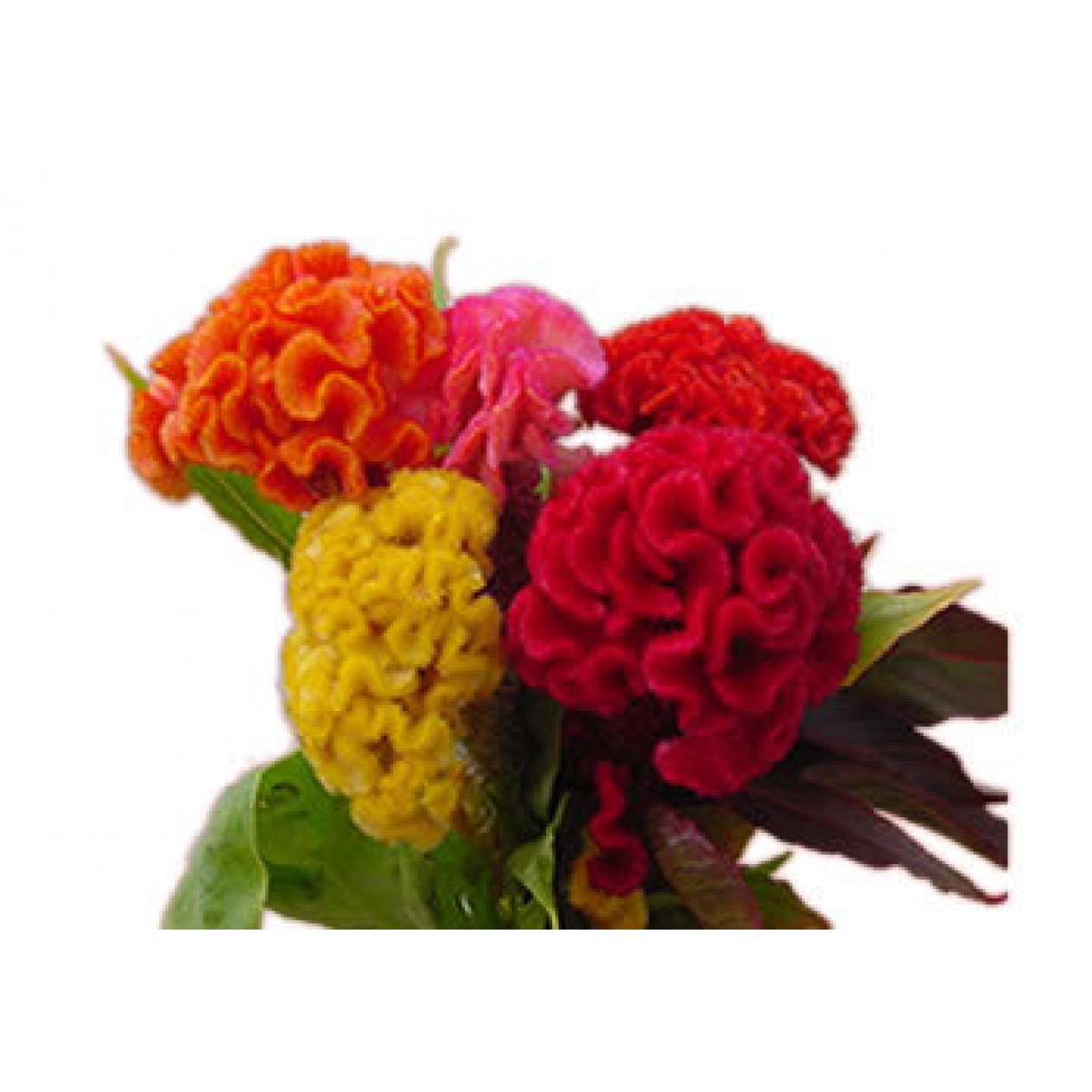 511220-celosia-argentea-triangle