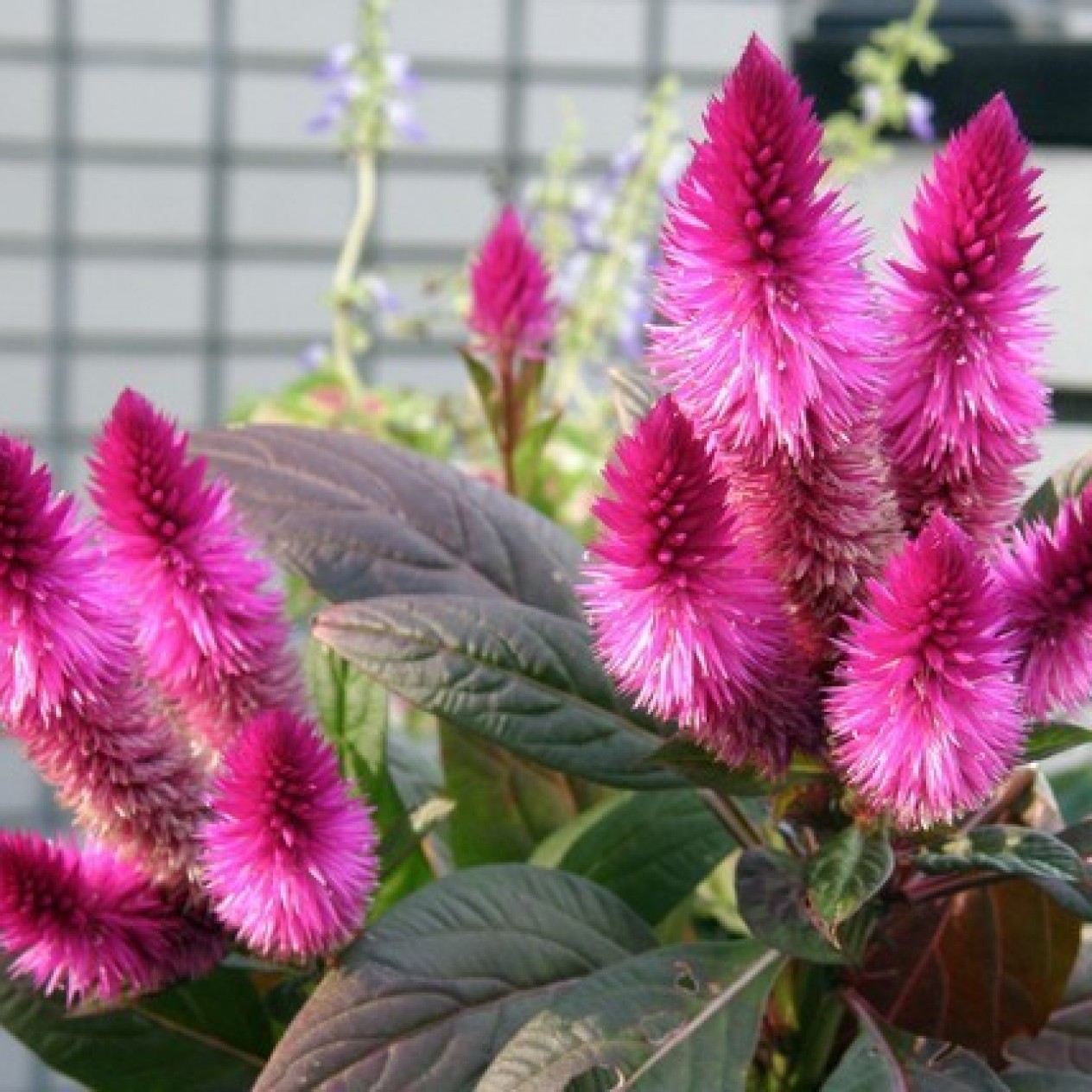 511300-celosia-spicata-flamingo-feather