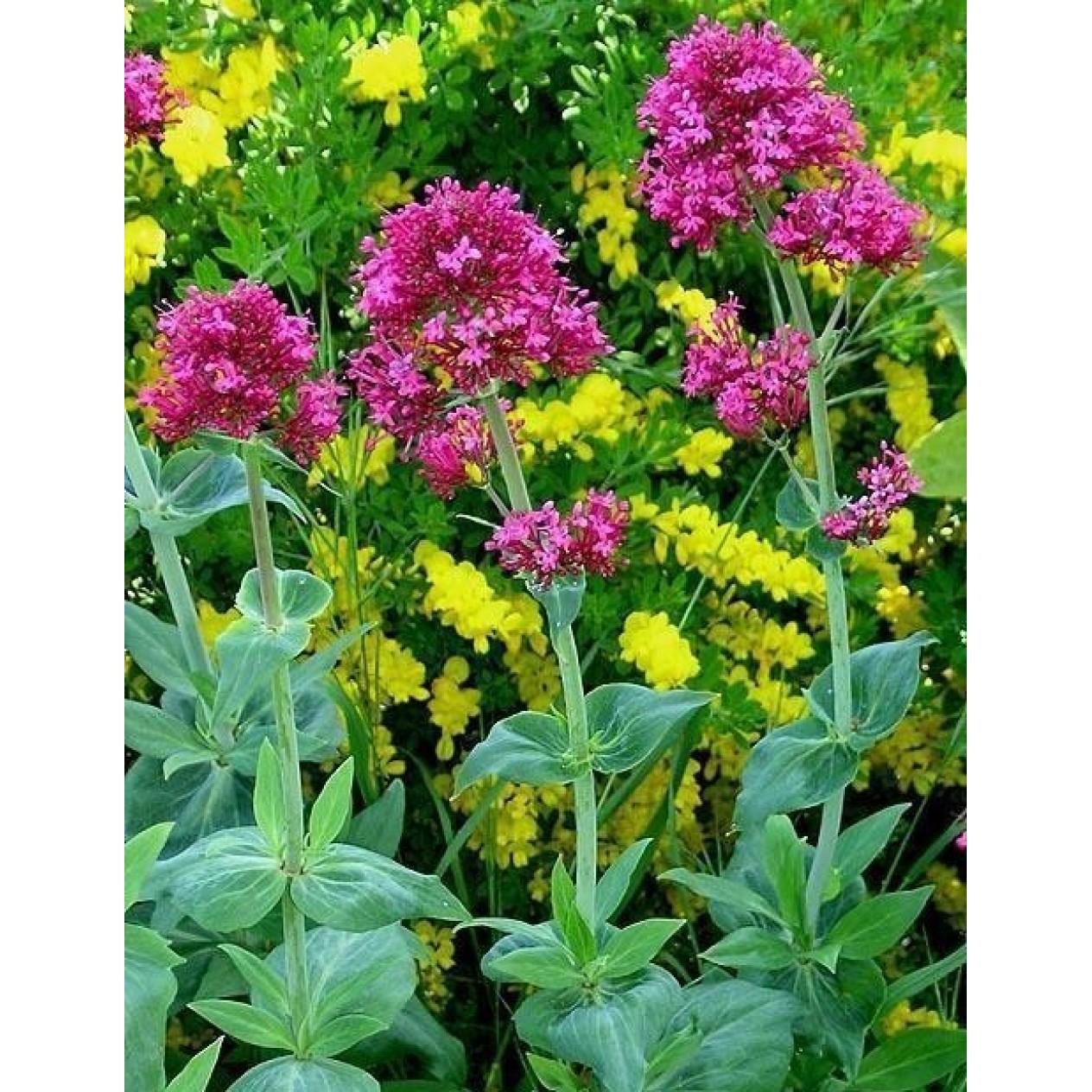 512600-centranthus-macrosiphon