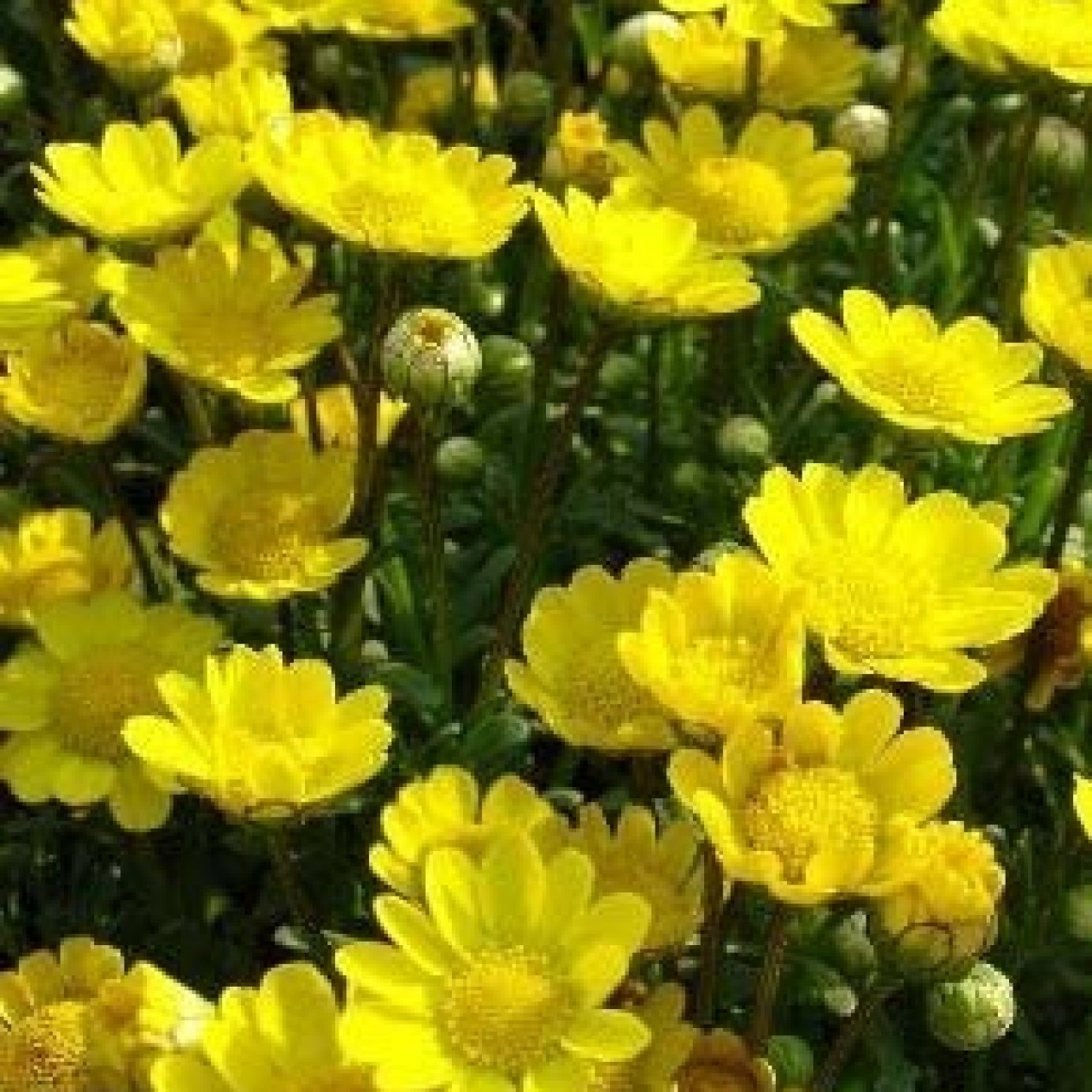 513500-chrysanthemum-multicaule