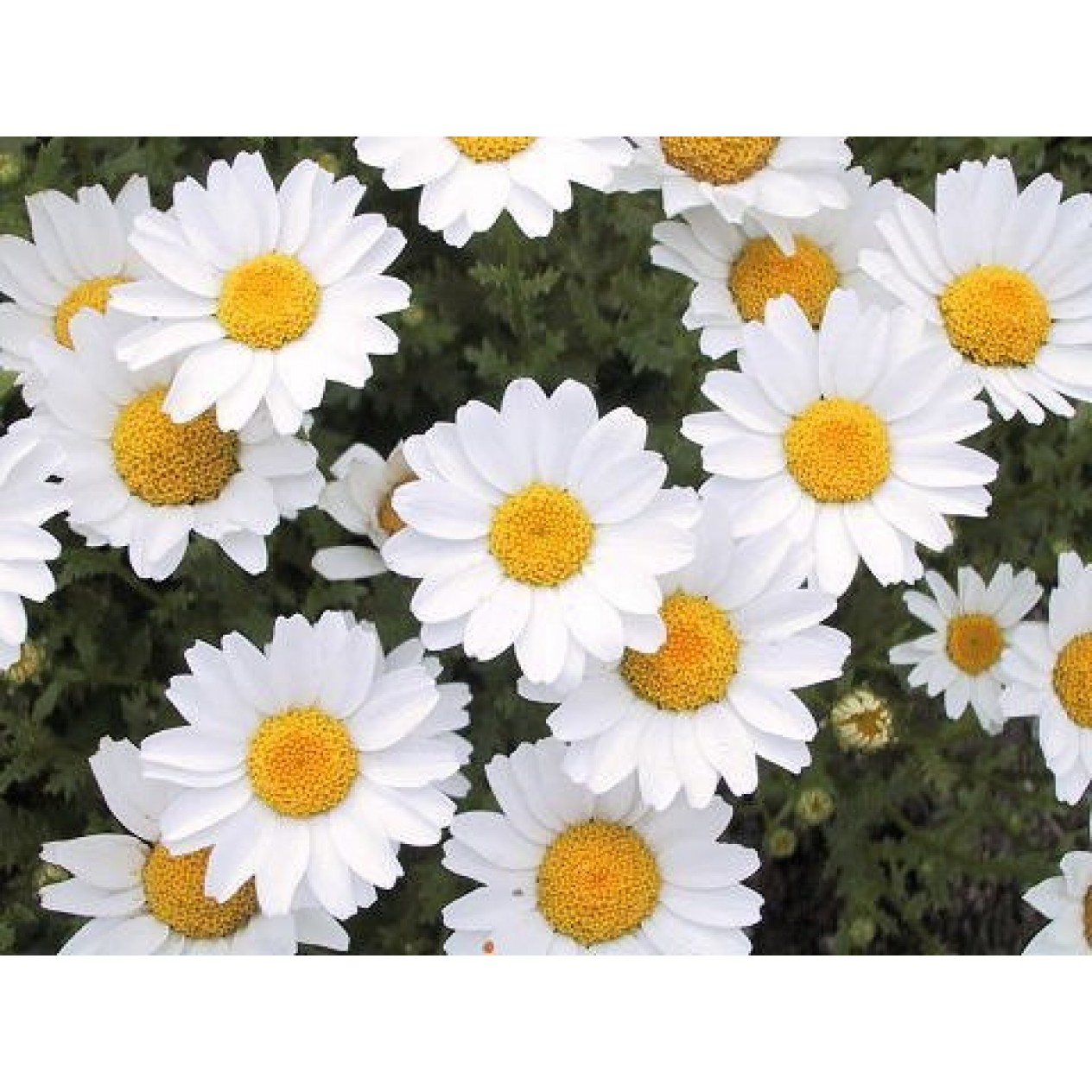 513600-chrysanthemum-paludosum-snow-daisy