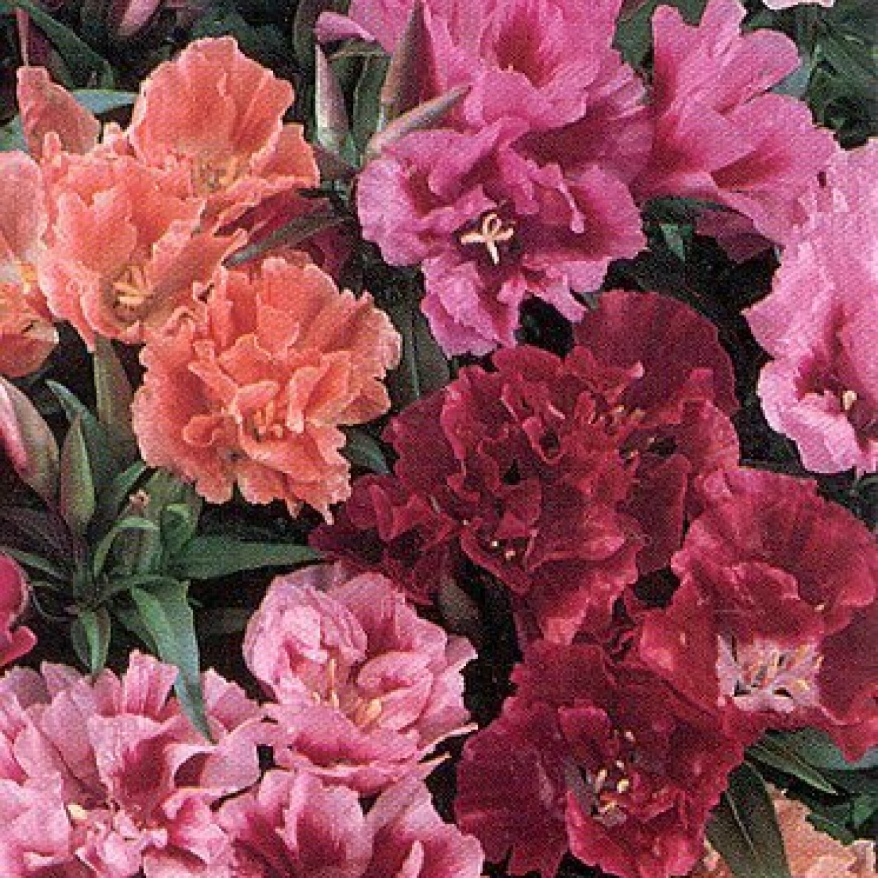 514000-clarkia-amoena-ssp-lindleyi-double-mixed