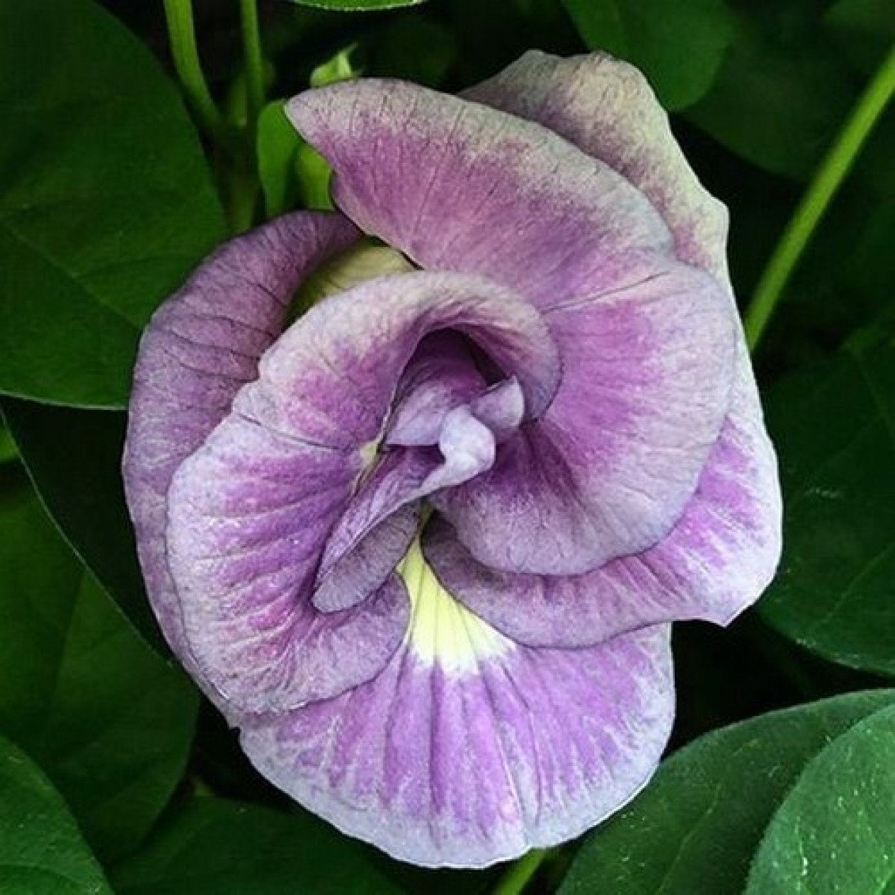 514375-clitoria-ternatea-double-lavender