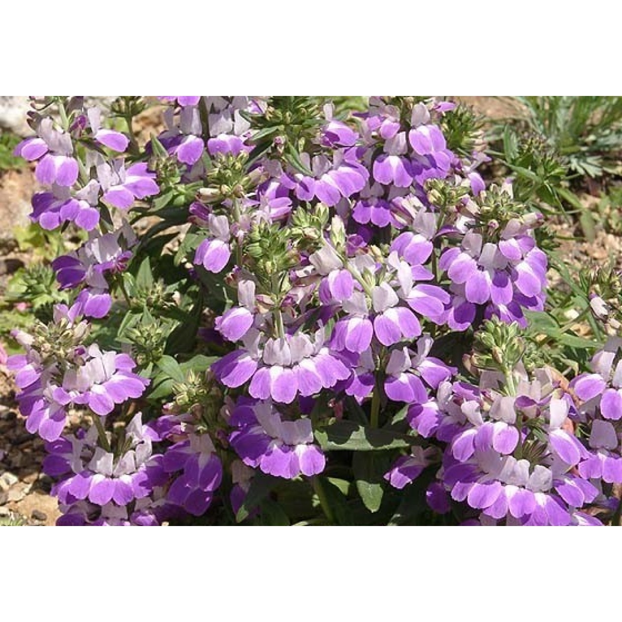 514450-collinsia-heterophylla-bicolor