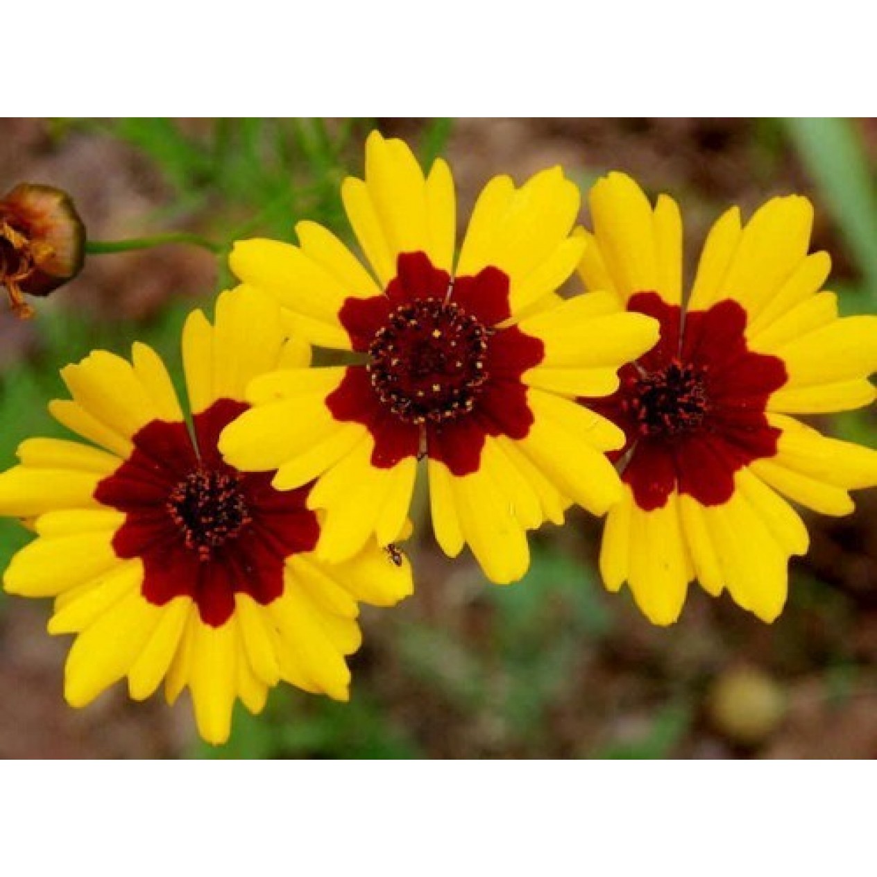 514620-coreopsis-tinctoria-bicolor