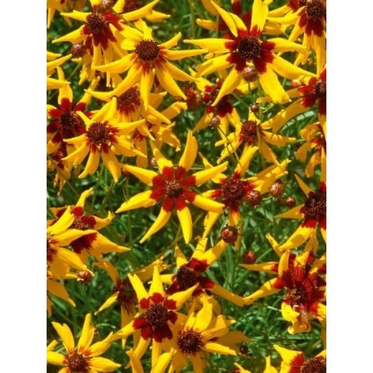 514640-coreopsis-tinctoria-mardi-gras