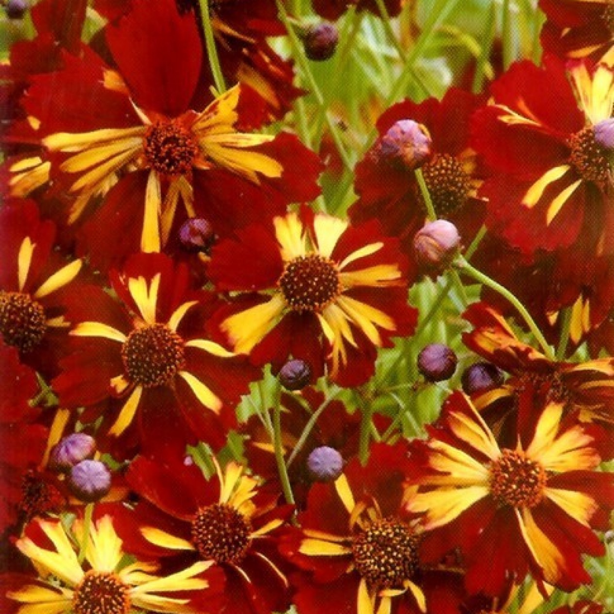 514660-coreopsis-tinctoria-roulette