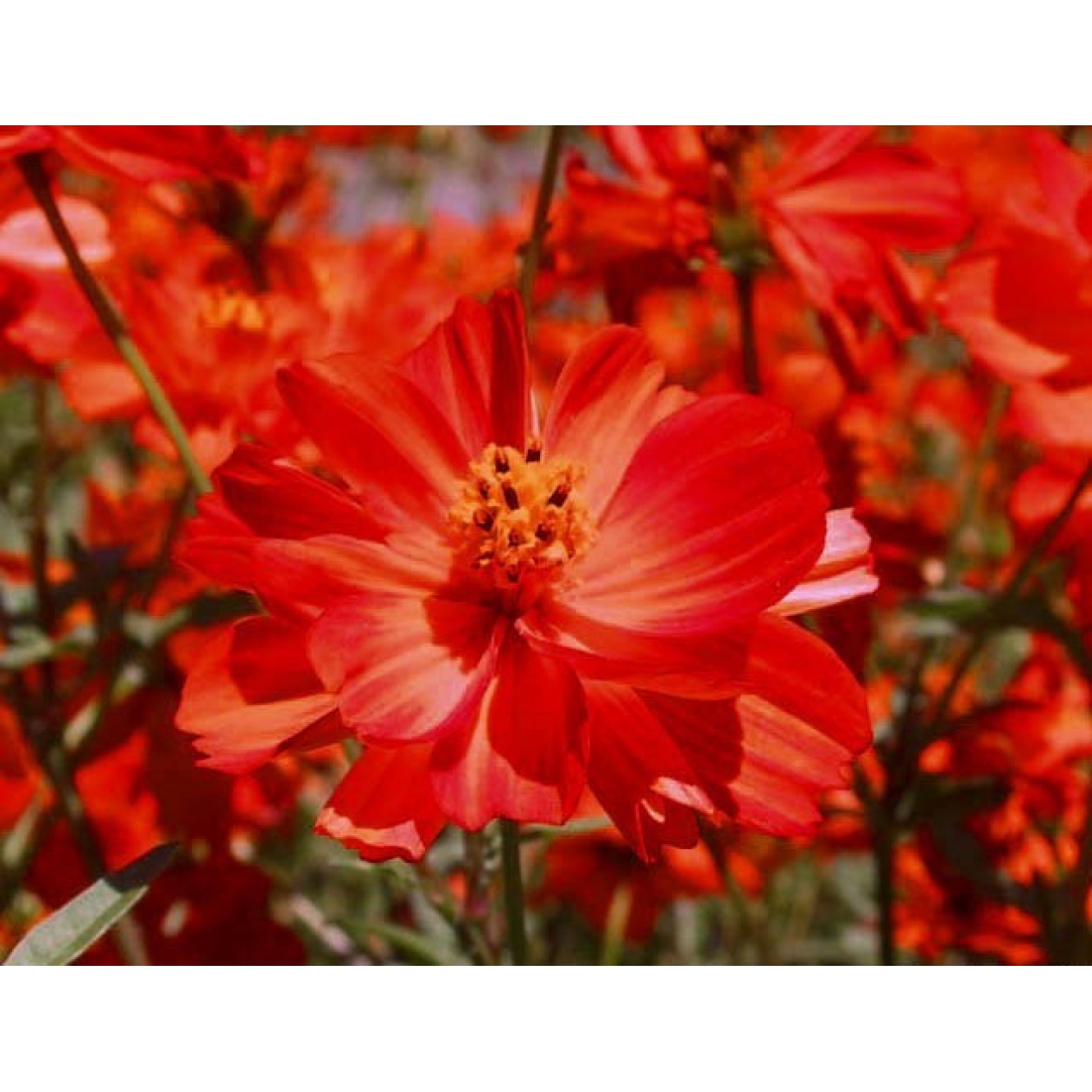 515130-cosmos-sulphureus-sunny-red-crest-red
