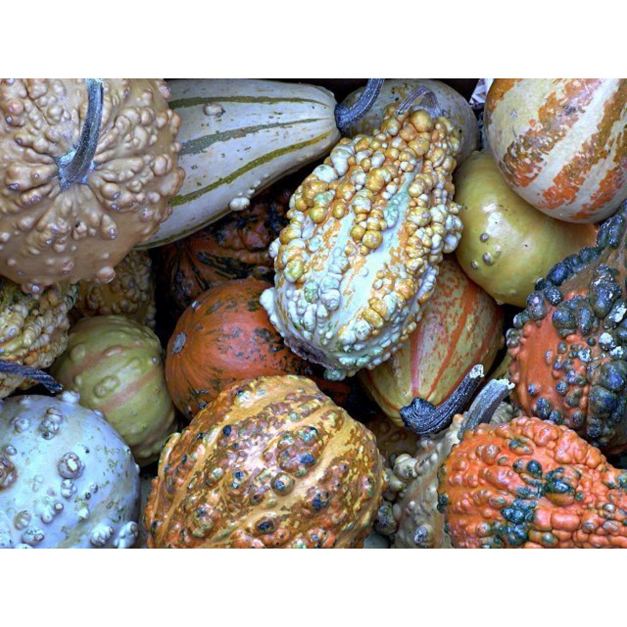 515320-cucurbita-pepo-fancy-warted-mixed