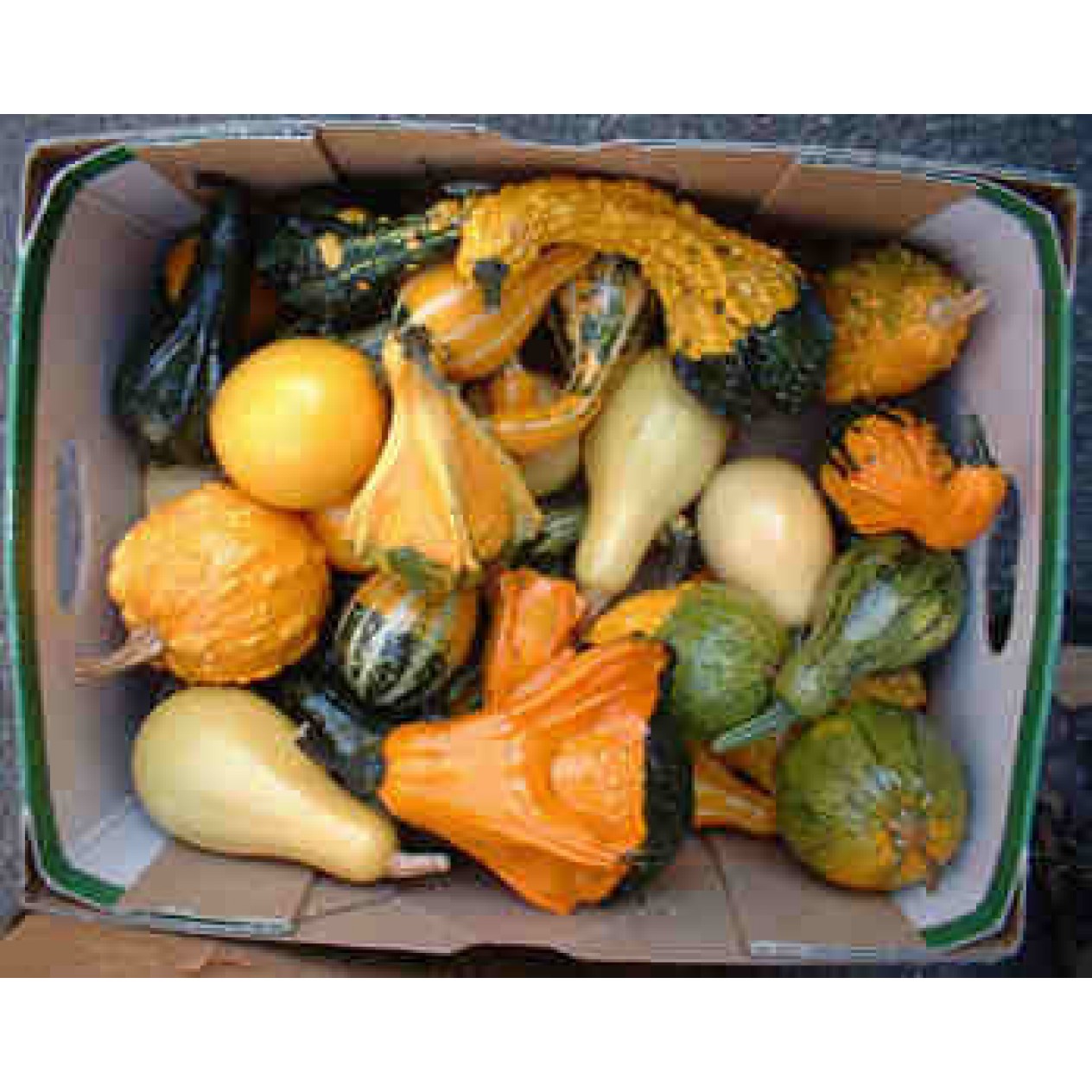 515470-cucurbita-pepo-small-formula-blend