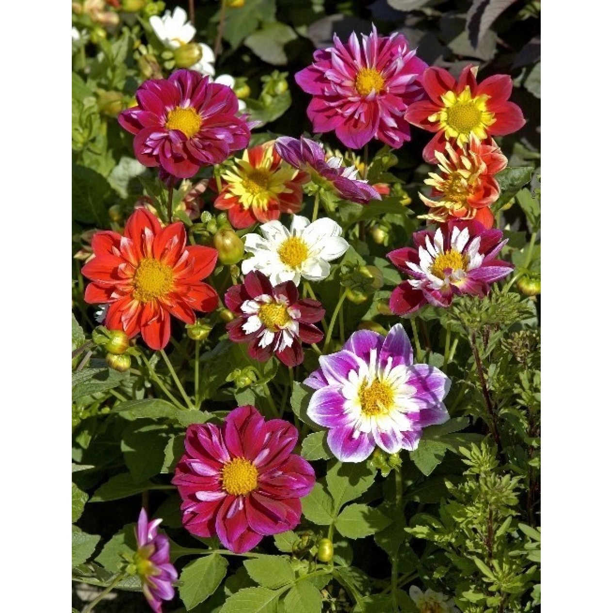 516050-dahlia-variabilis-collarette-dandy-mixed