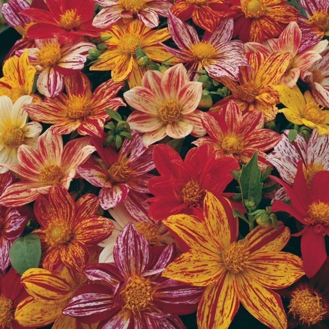 516100-dahlia-variabilis-fireworks-mixed