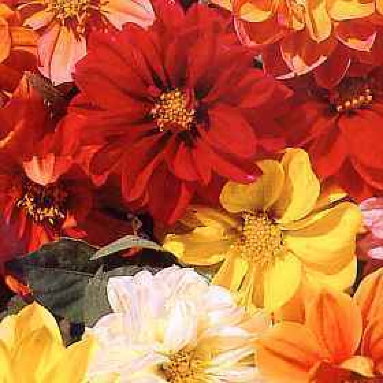 516400-dahlia-variabilis-dwarf-hybrids-early-bird-mixed