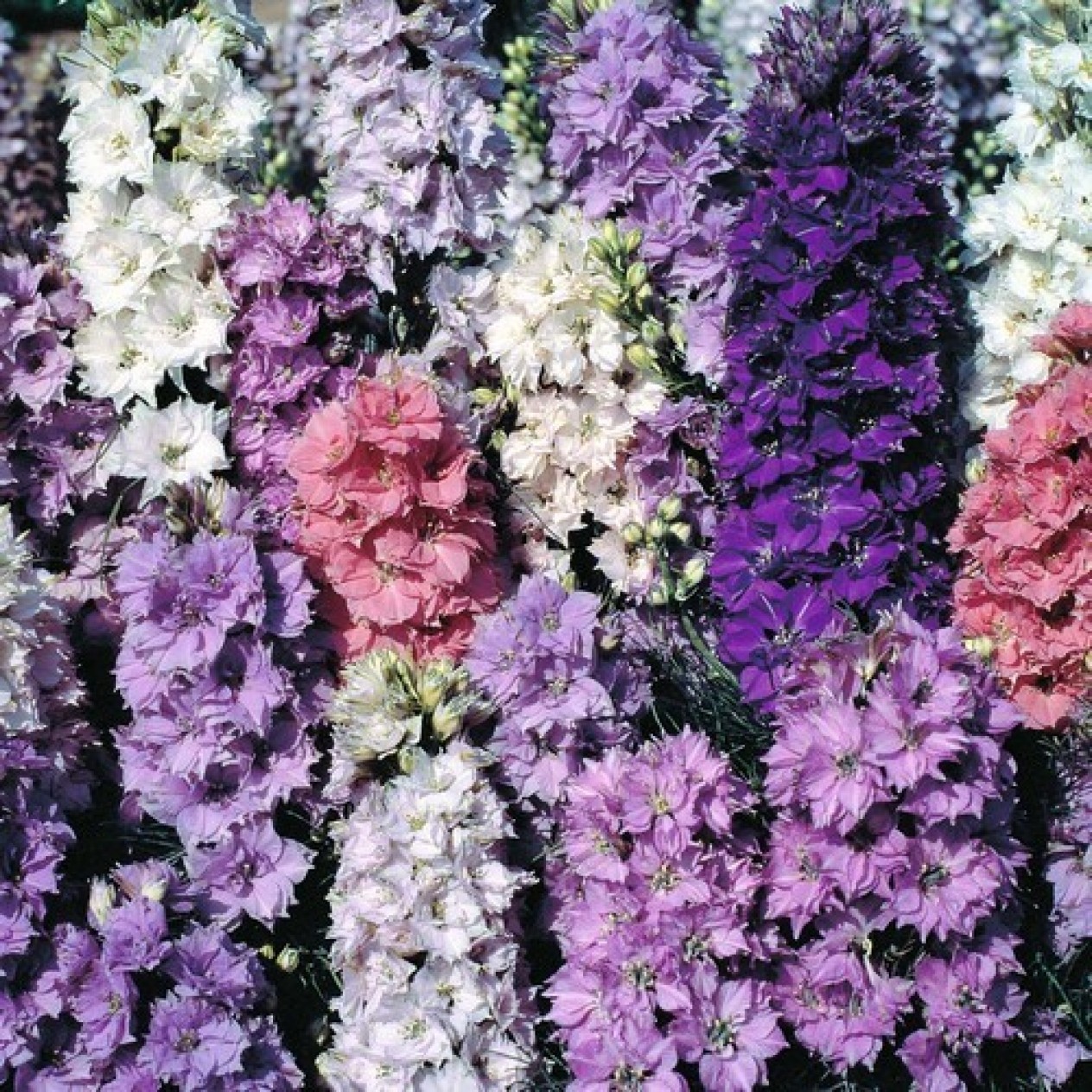 516920-delphinium-ajacis-seven-dwarfs-dwarf-mixed