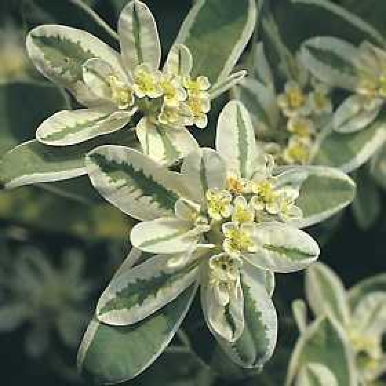 519400-euphorbia-marginata-variegata