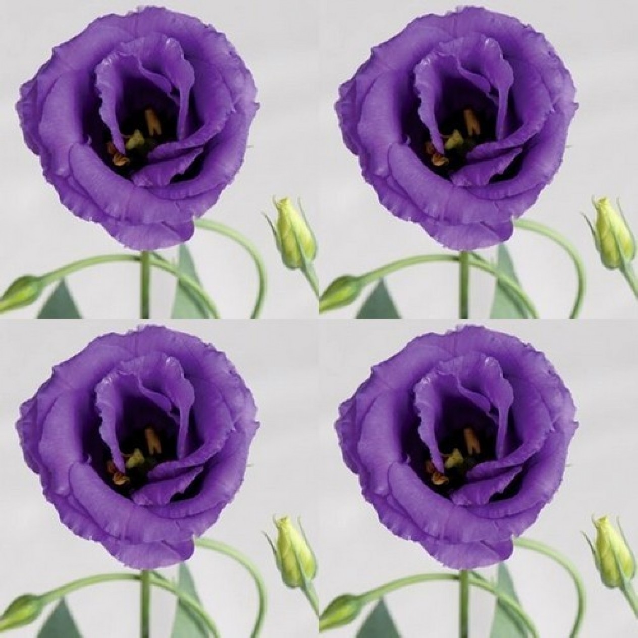 519640-eustoma-exaltum-ssp-russelianum-mariachi-blue-f1