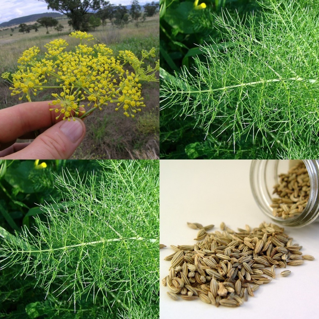 519900-foeniculum-vulgare