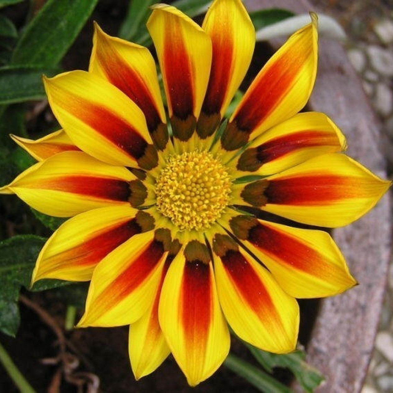 522230-gazania-rigens-daybreak-red-stripe-f1