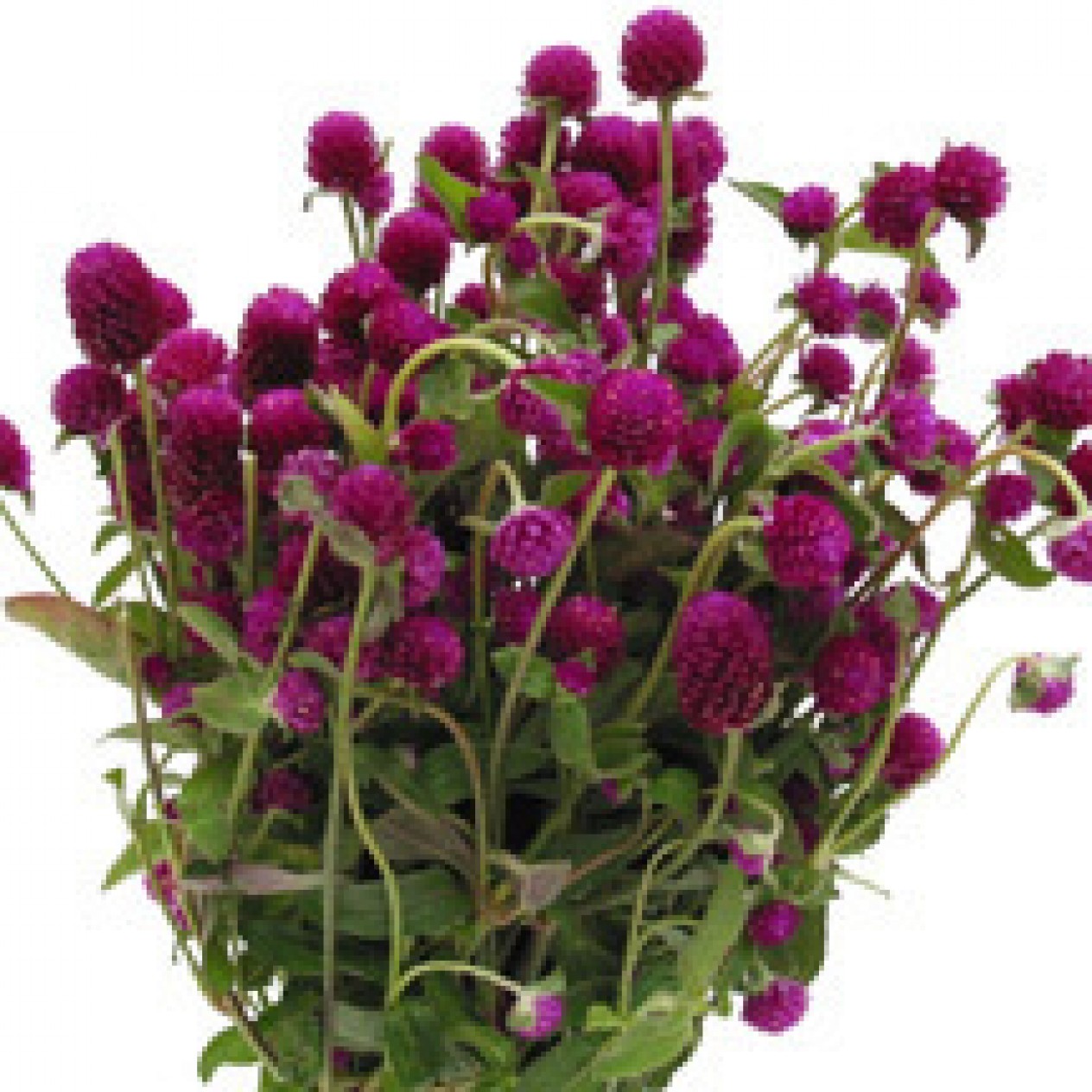 522810-gomphrena-globosa-purple