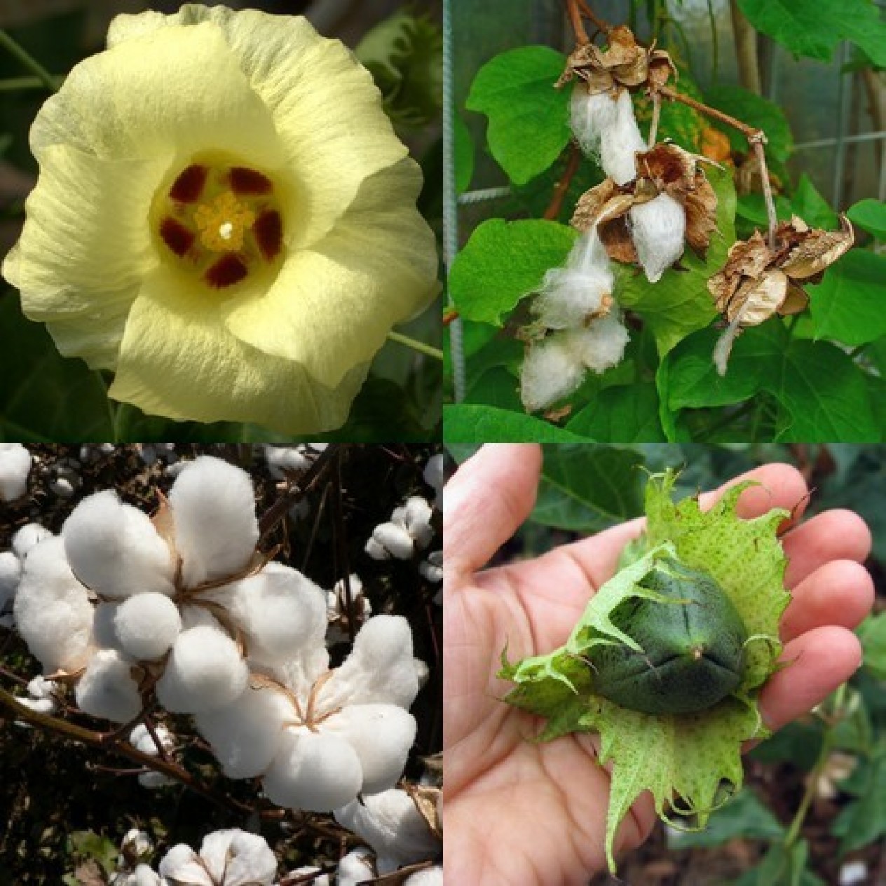 522940-gossypium-herbaceum