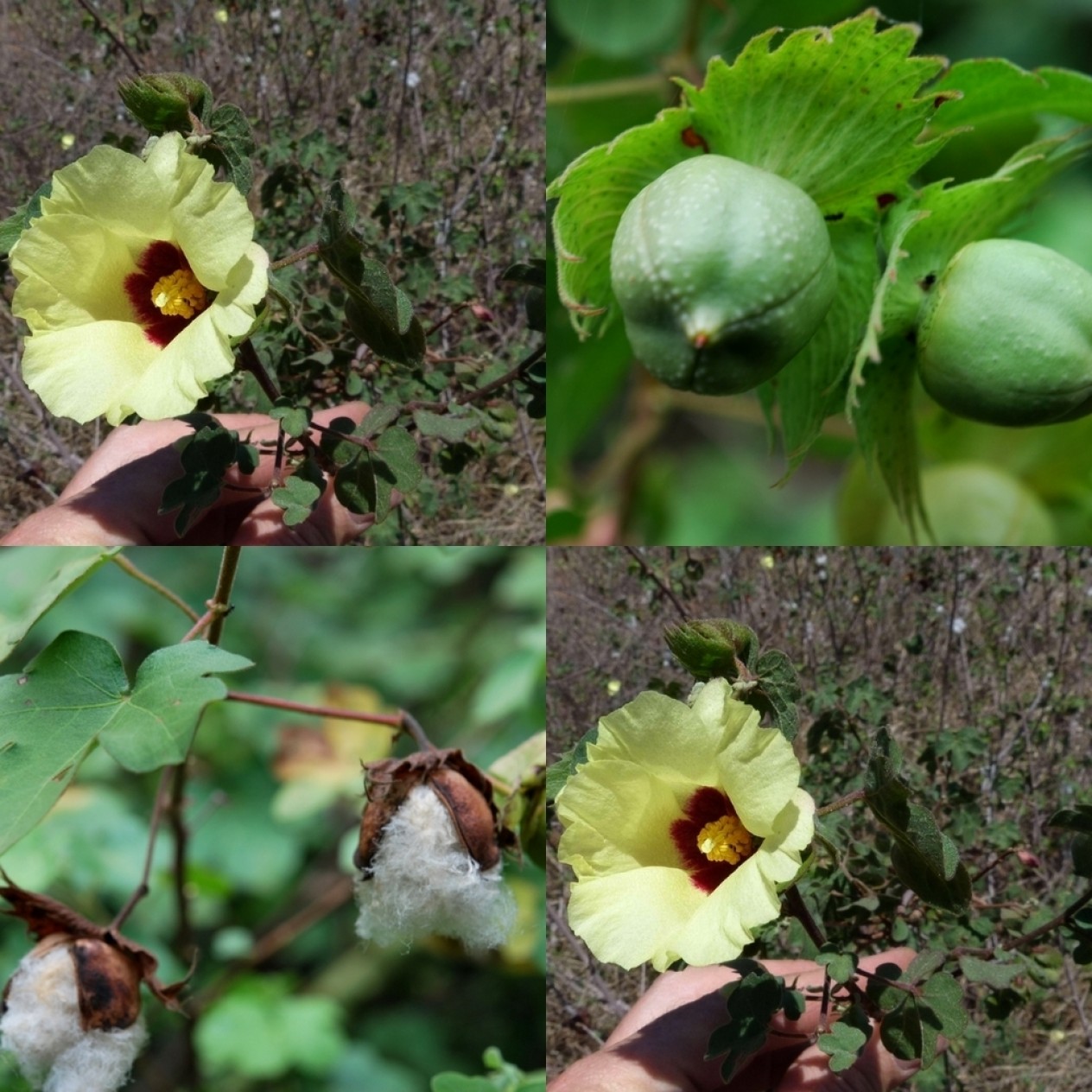 522945-gossypium-herbaceum