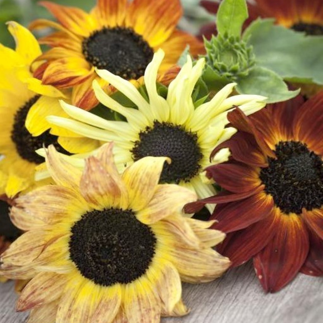 524800-helianthus-debilis-ssp-cucumerifolius-mix