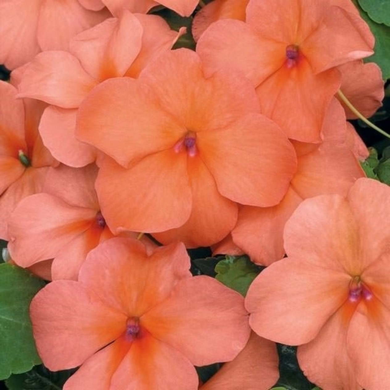 526563-impatiens-walleriana-candy-salmon-f1