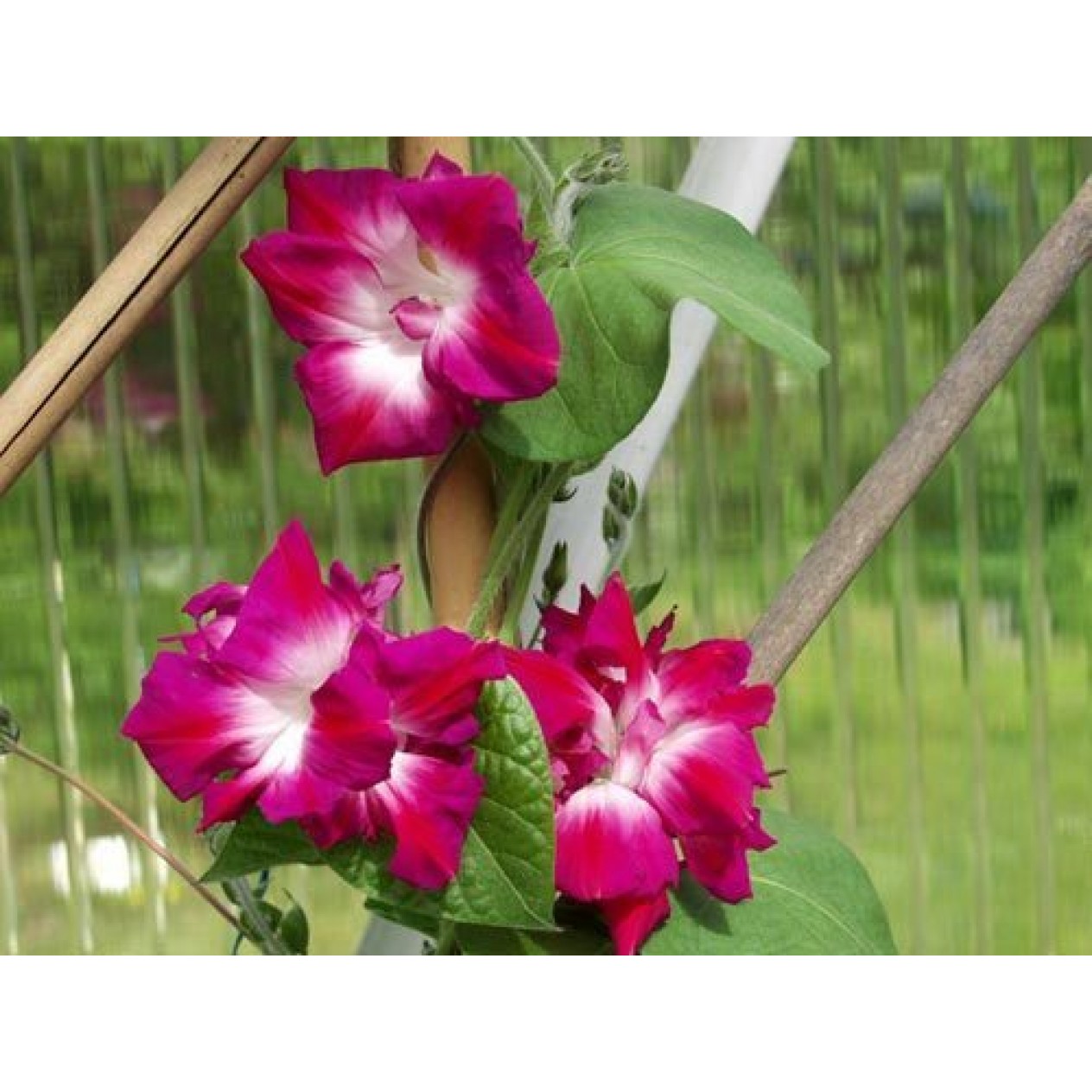 528150-ipomoea-imperialis-ruffled-pink
