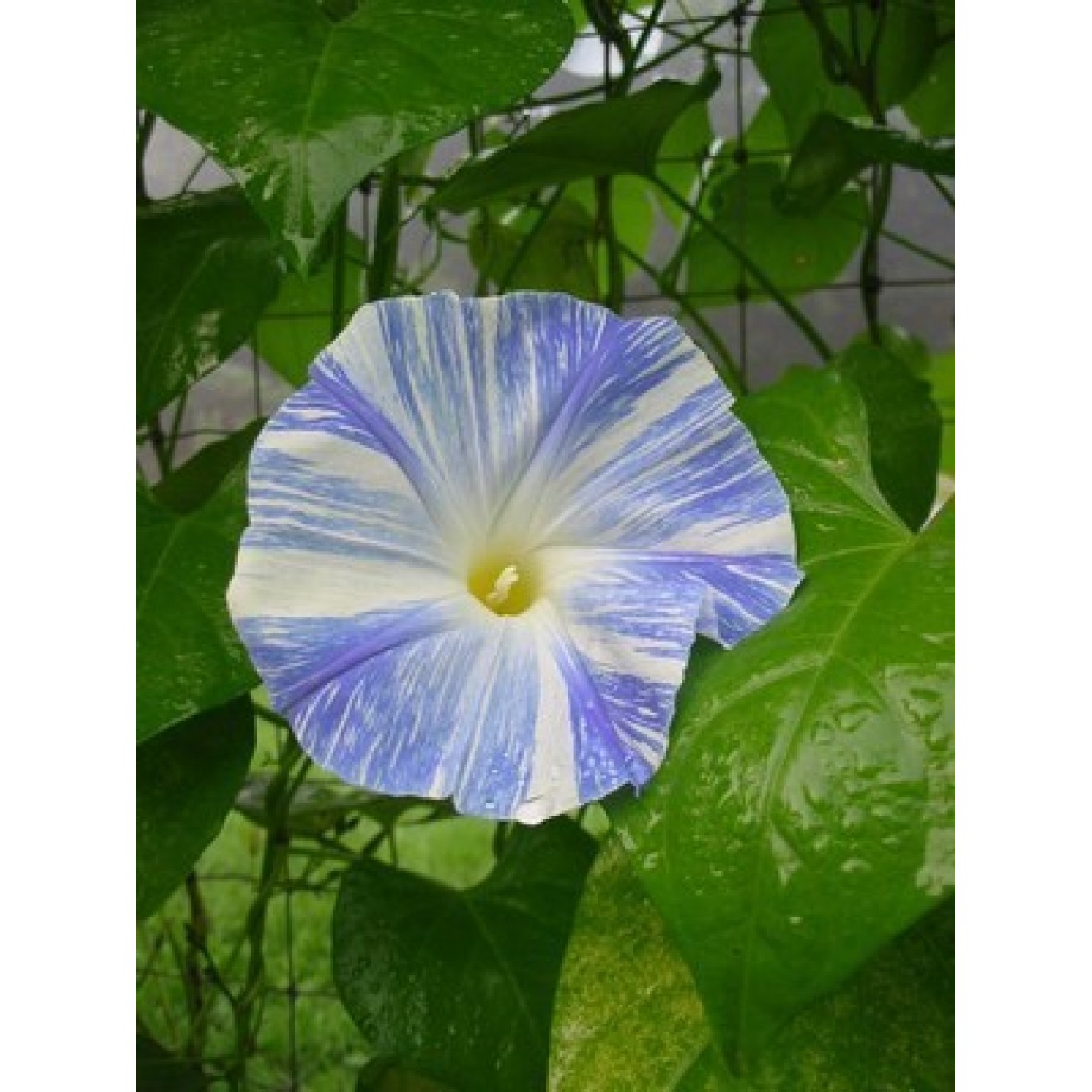 528160-ipomoea-tricolor-flying-saucers