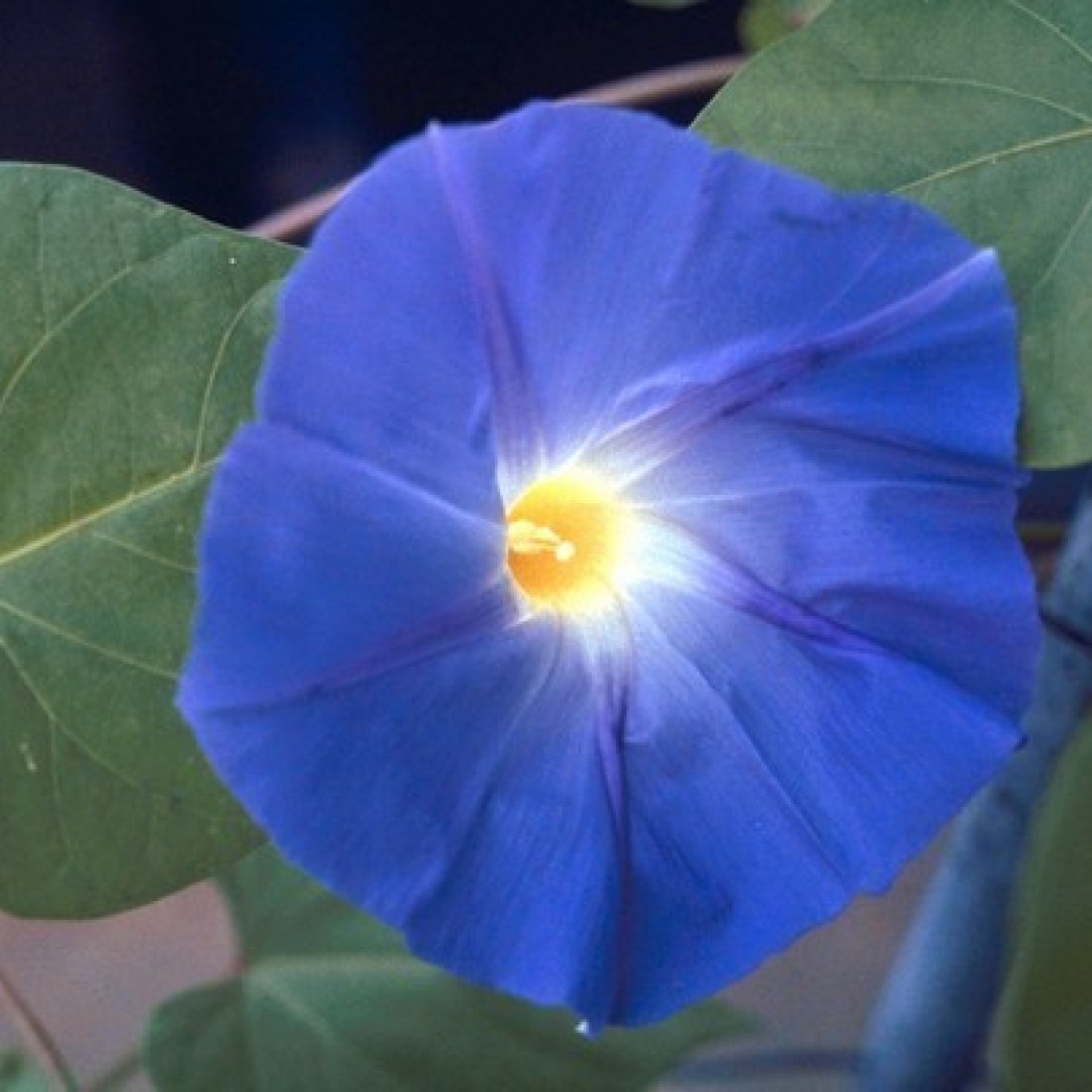 528200-ipomoea-tricolor-heavenly-blue