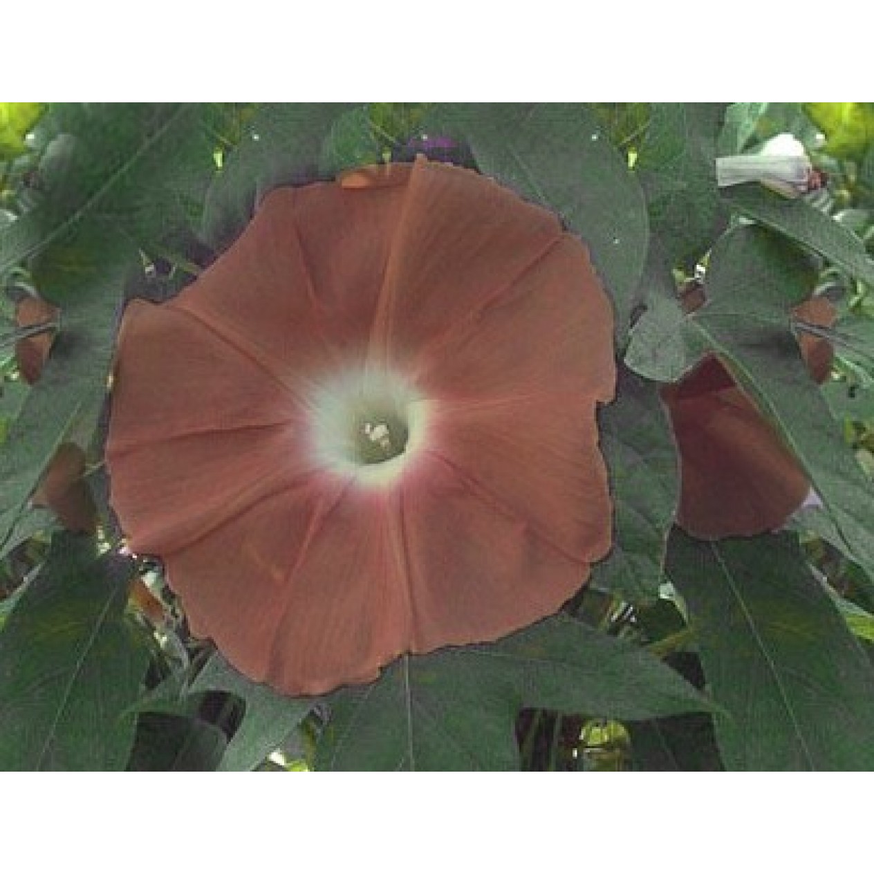 528210-ipomoea-nil-hot-chocolate