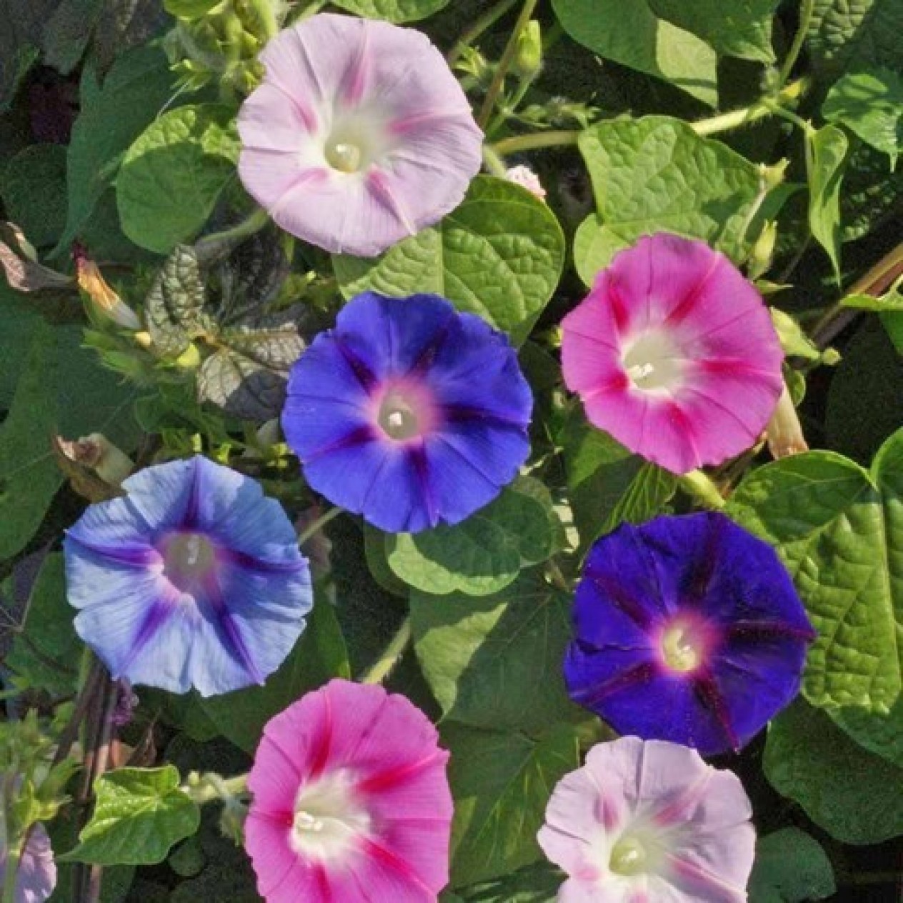 528250-ipomoea-tricolor-mixed