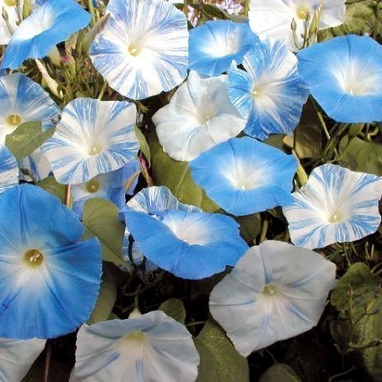 528325-ipomoea-tricolor-skylark-mixed