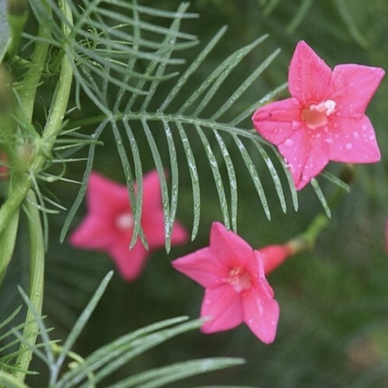 528390-ipomoea-quamoclit-rose