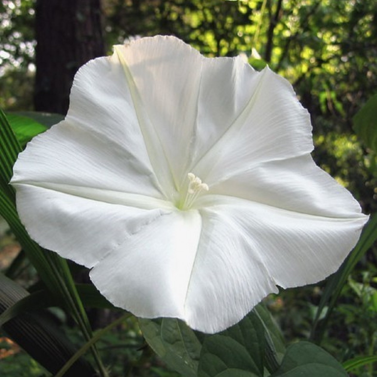 528500-ipomoea-alba-white