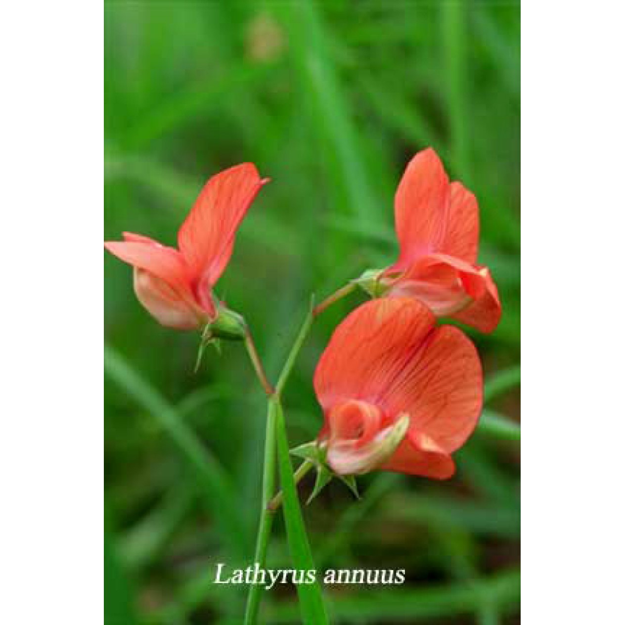 530000-lathyrus-annuus-hothem-red