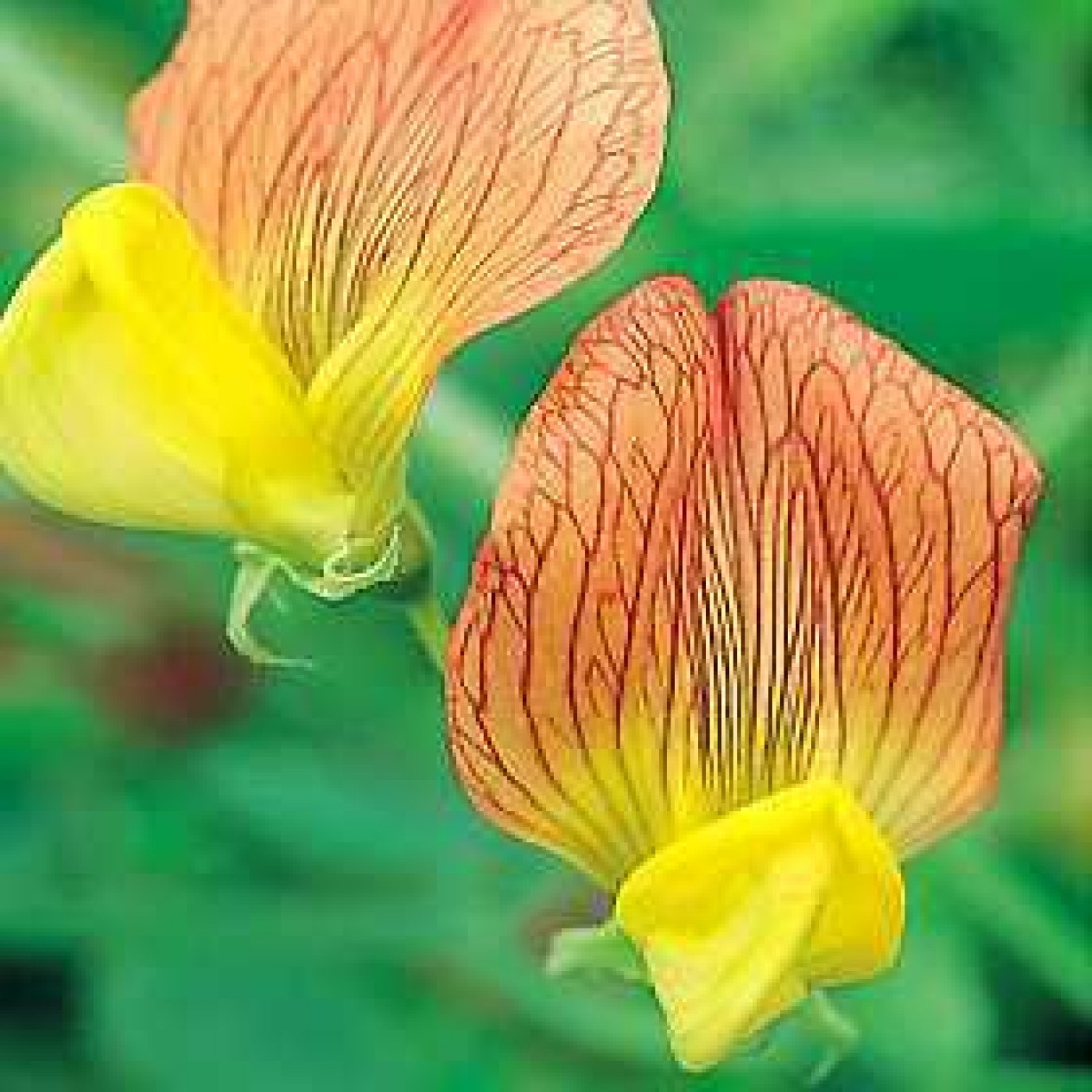 530030-lathyrus-belinensis-goldmine