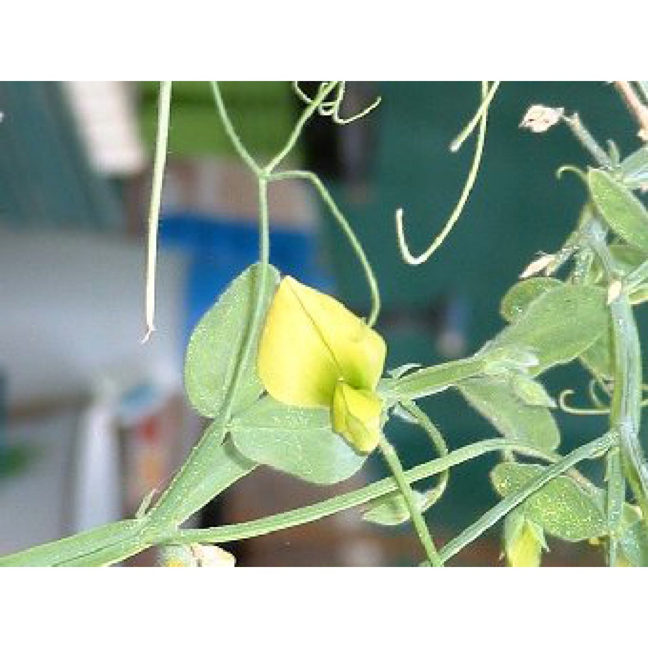 530050-lathyrus-chloranthus-lemonade