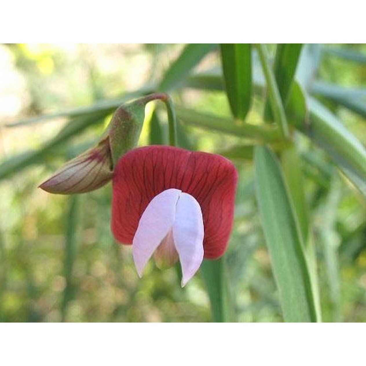 530055-lathyrus-clymenum