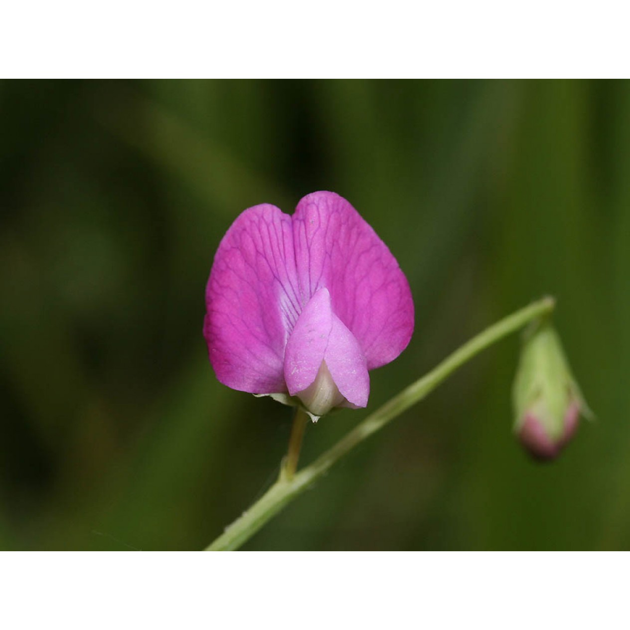 530070-lathyrus-hirsutus