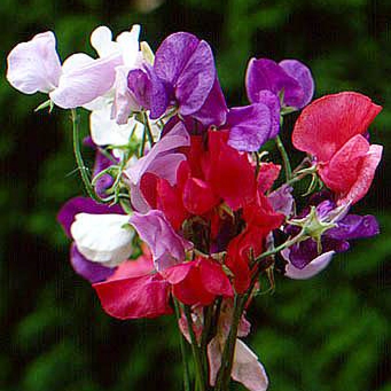 533800-lathyrus-odoratus-mammoth-mixed-galaxy-mixed-cuthbertson