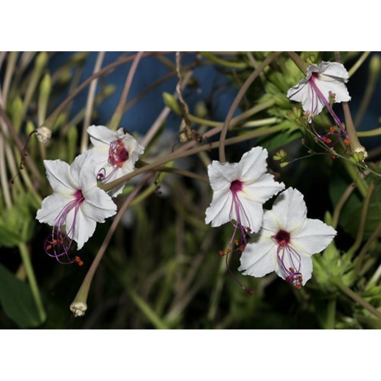 540600-mirabilis-longiflora