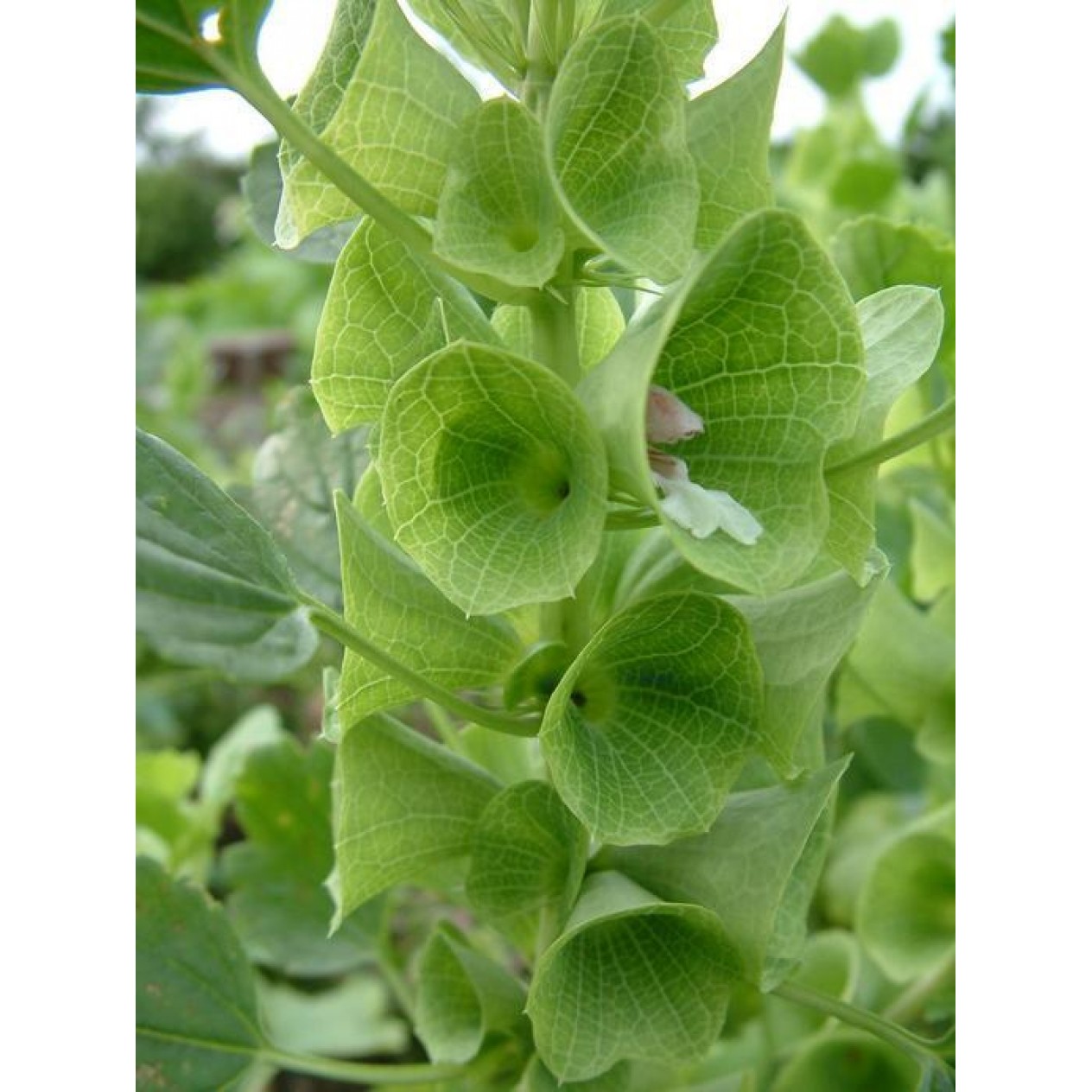 540800-moluccella-laevis